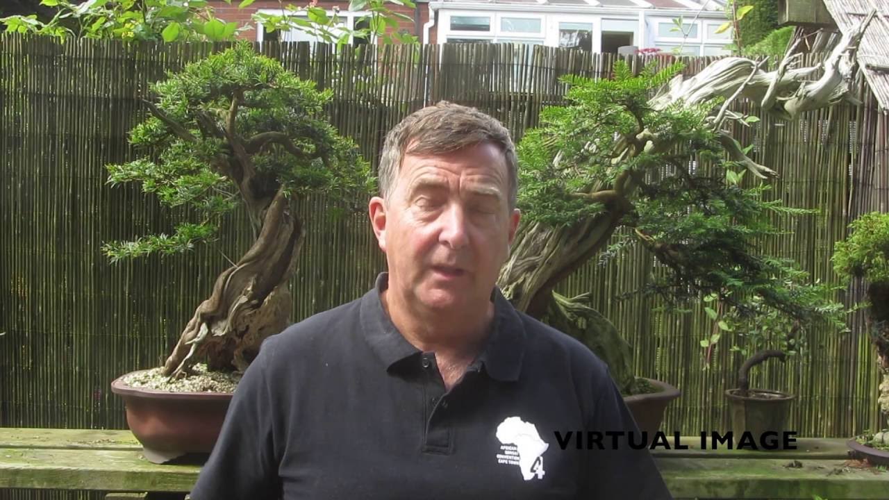 Yew Bonsai techniques Part 3