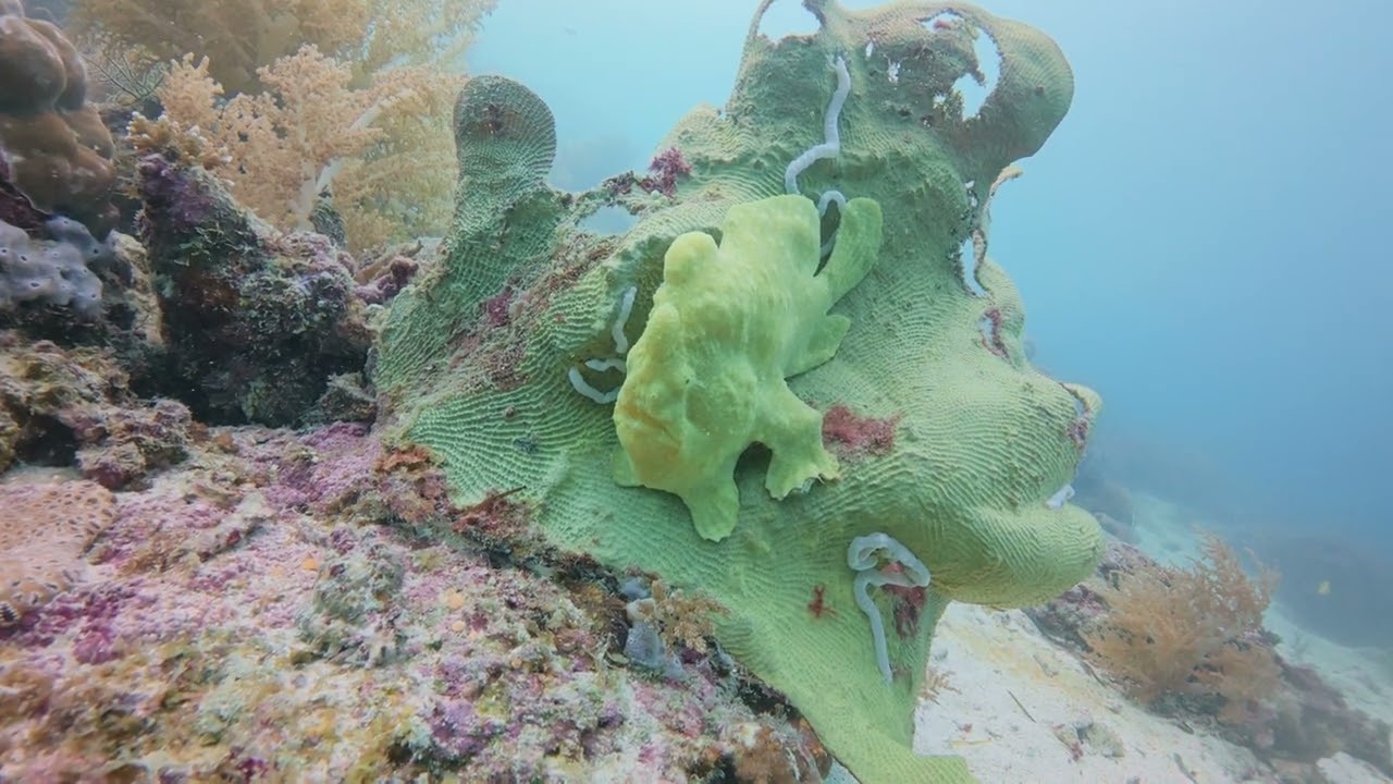 Diving Cabilao, Bohol, Philippines December 2024