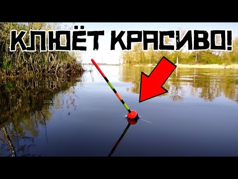 Видео: ОНО КЛАДЁТ ПОПЛАВОК! Кто клюёт в СЕРЕДИНЕ МАЯ?! Рыбалка с ЖЕНОЙ 2024