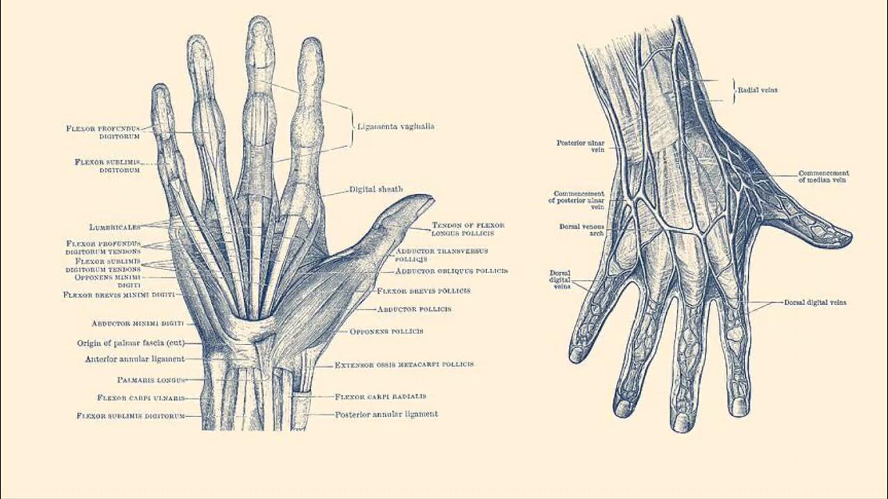 Кости пальцы птицы. Кисть руки схема. Строение кисти руки. Anatomical structure of the hand. Anatomy of the hand sclet.