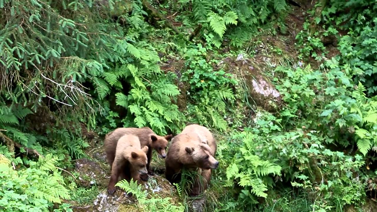 Brown Bear Cubs Anan Creek - YouTube