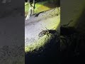 【昆虫採集】森に入らずミヤマクワガタを捕獲する方法