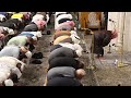 صلاة العشاء الاثنين 3 رمضان 1446 هـ الشيخ ا د سليمان بن سليم الله الرحيلي صلاة العشاء الاثنين 3 رمضان 1446 هـ الشيخ ا د سليمان بن سليم الله الرحيلي