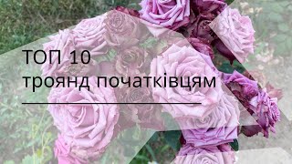 Мій ТОП 10 сортів з яких можна почати трояндовий сад чи квітник. Рекомендації початківцям