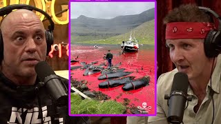 Joe Rogan & Sonny: “This is HORRIBLE” Whaling In The Faroe Islands!?!