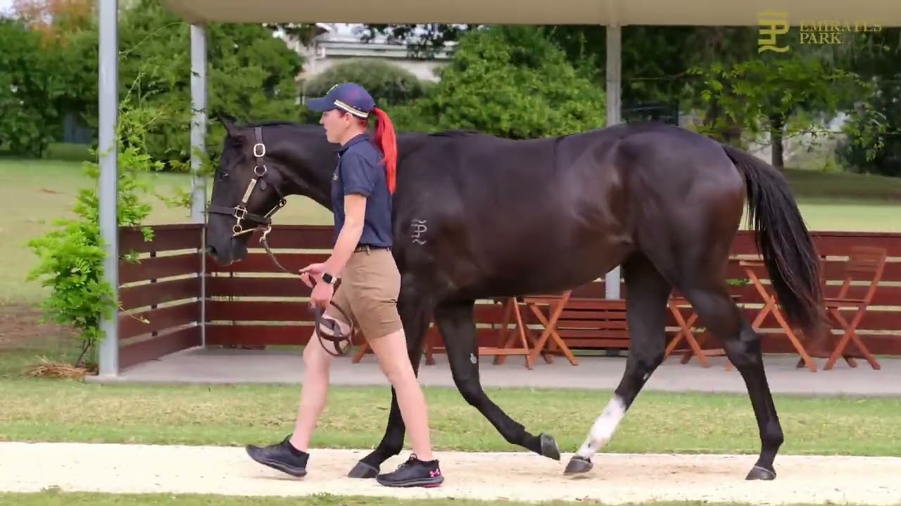 Brazen Beau x Siyaadeh '24 Filly - Shane Nichols Racing