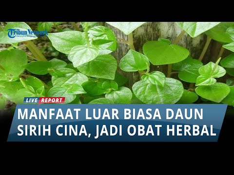 Daun Sirih Cina Manfaatnya Untuk Apa