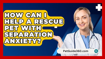 How Can I Help A Rescue Pet With Separation Anxiety? - PetGuide360.com