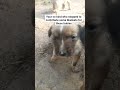 😭😭 #blanket #puppies #animals #doglover #kenel #pets#dogrescue #amazon