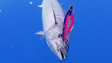 This lure will change the way you troll! | MADSCADAT190 worlds FASTEST trolling LURE | Nomad Design