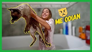 BAÑANDO A MIS GATITOS | Maria Becerra