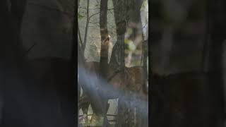 Rainy Day in the Wild - Deer Forest - Close ups of Wild Animals - Part 2 #shorts