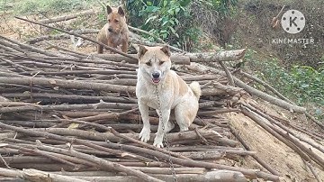 giới thiêu về dòng chó săn cày cáo heo nai zalo 0977856340