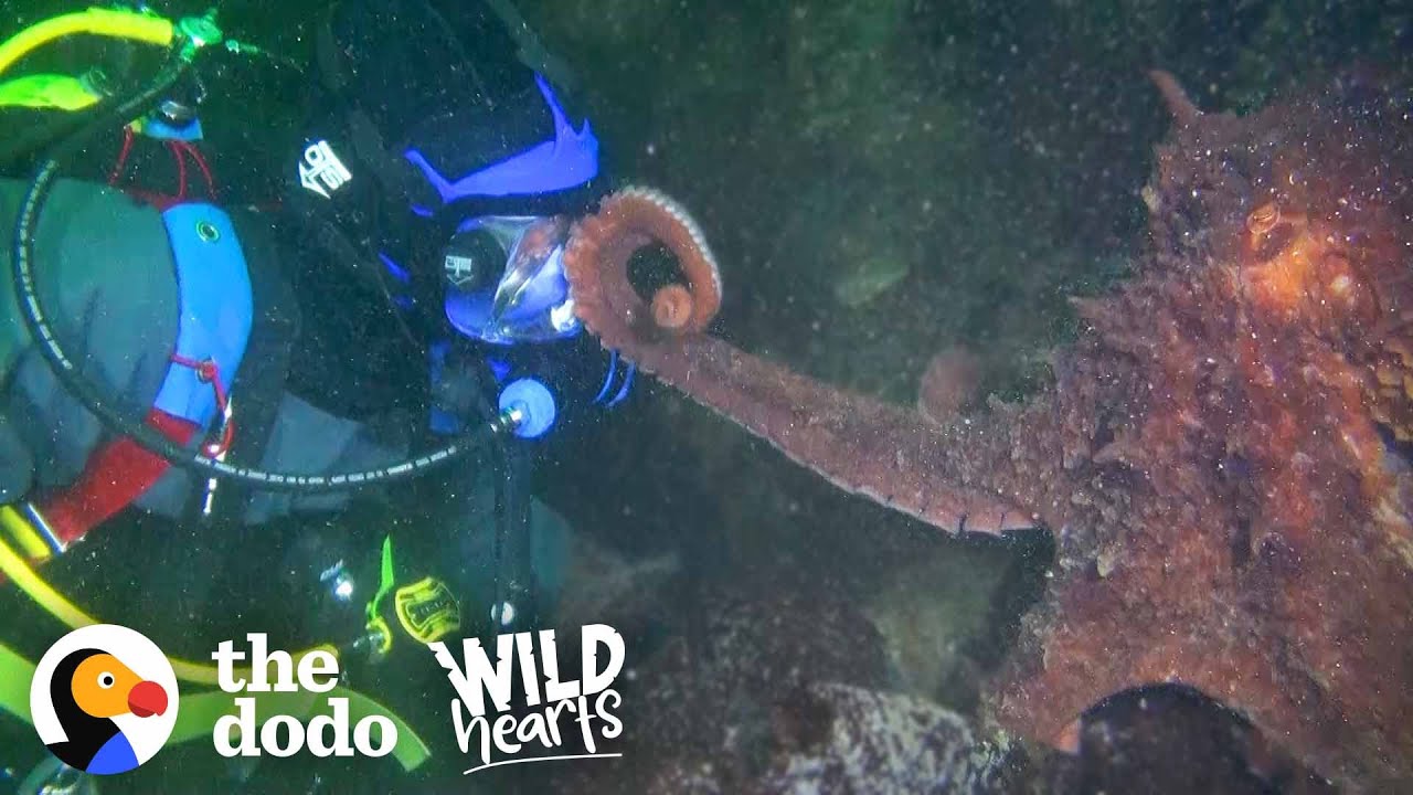 Guy Offers Hand to a Giant Octopus  You Wont Believe How He Reacts  The Dodo Wild Hearts