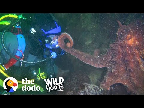 Guy Offers Hand to a Giant Octopus — You Won’t Believe How He Reacts | The Dodo Wild Hearts