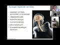 Физиология нервной системы Медицина 2 курс 6 поток