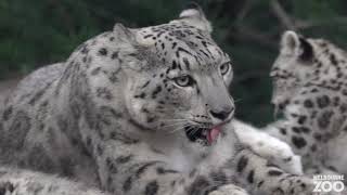 Melbourne Zoo Snow Leopard cubs grow up!