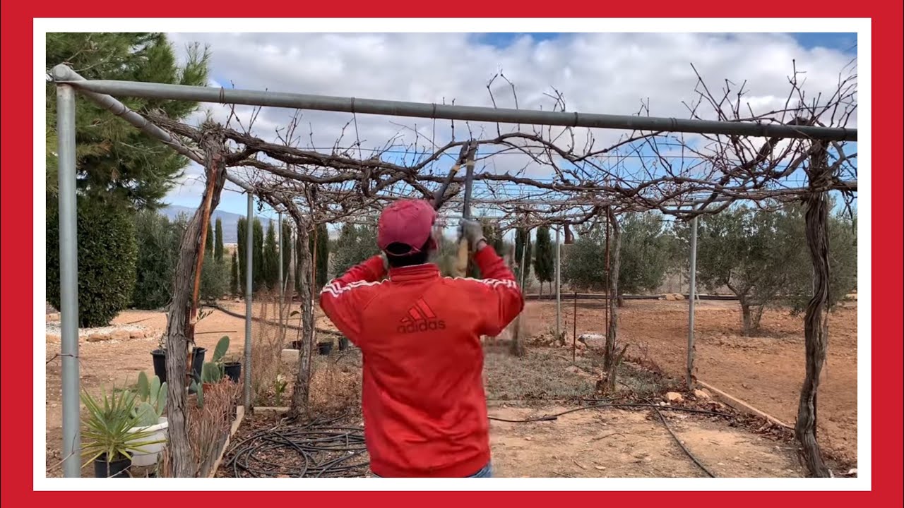КАК ОБРЕЗАТЬ ЛОЗА ДЛЯ СТОЛОВОГО ВИНОГРАДА 🍇🍇 | ЧТО ВАМ НУЖНО ЗНАТЬ 👀👌| ЖИЗНЬ В МАХУЭЛО