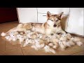 Cute animals do funny things to relieve stress - CUTEST BABY ANIMALS