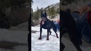 Pitbull, Doberman Pinscher, Husky dog transformation 🔥#shorts #dog