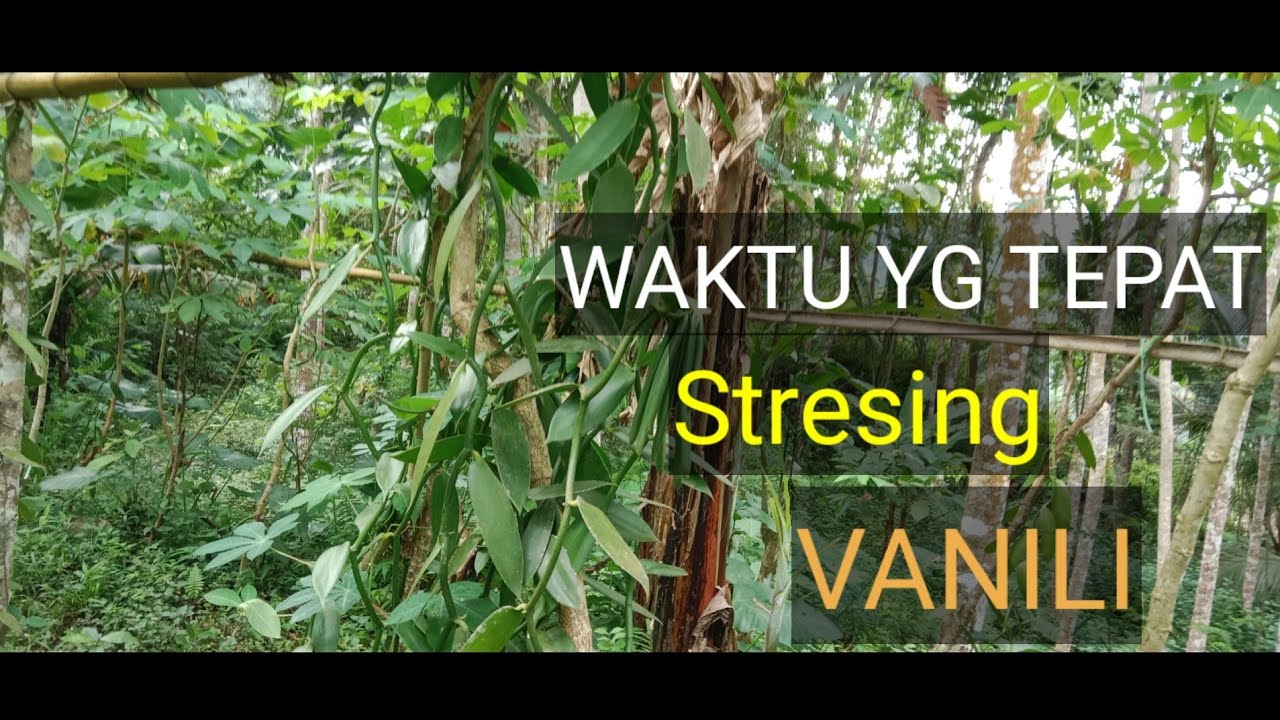@ Waktu yg tepat untuk stresing vanili agar berbuah ba,,