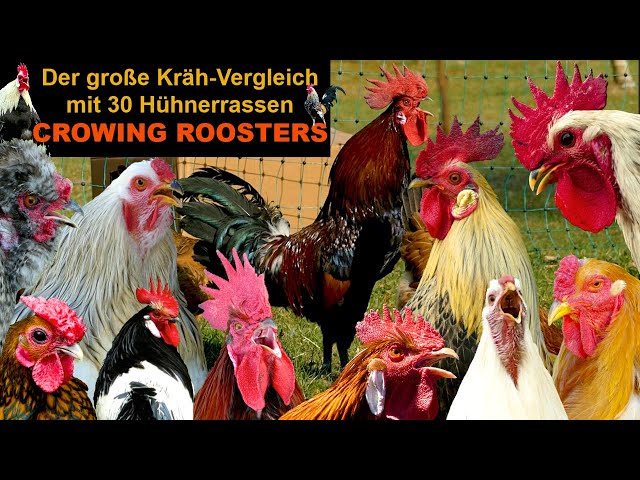 BIG ROOSTERS crowing compilation with 30 breeds of chickens: Brahma, Silkie, Orpington, Pekin bantam class=