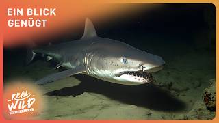 2+ Stunden Hai Doku zum Einschlafen | Giganten der Meere