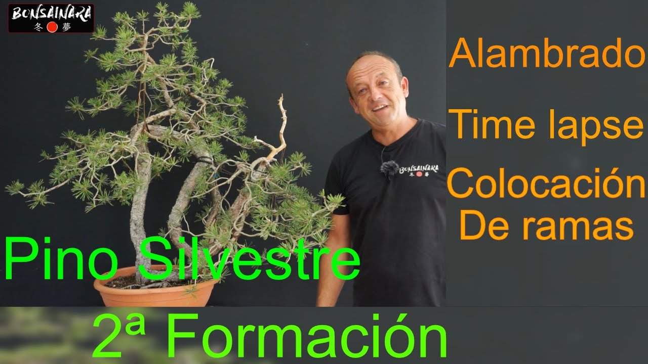 Como hacer un bonsai de pino