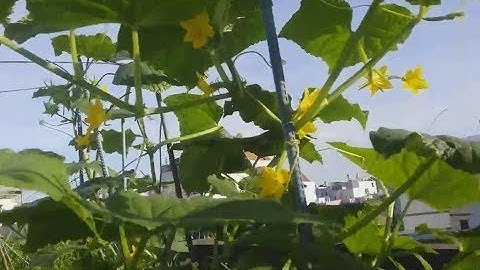 Hướng dẫn cách ngắt đọt DƯA LEO để cho ra nhiều trái | Khoa Hien 26