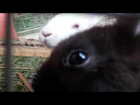 Cute bunnies eating their breakfast..heeee