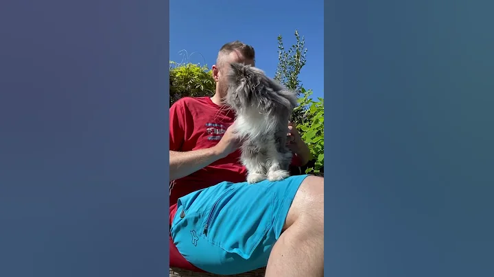 Video 4370991: persian cat hair cutting, fluffy persian cat, persian cat funny