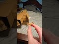 Helldivers 2 super destroyer cardboard!!