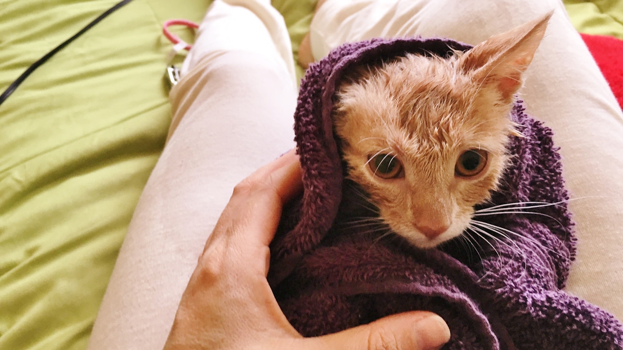 Cat wash, Cute Kitten first bathtub and after bath YouTube