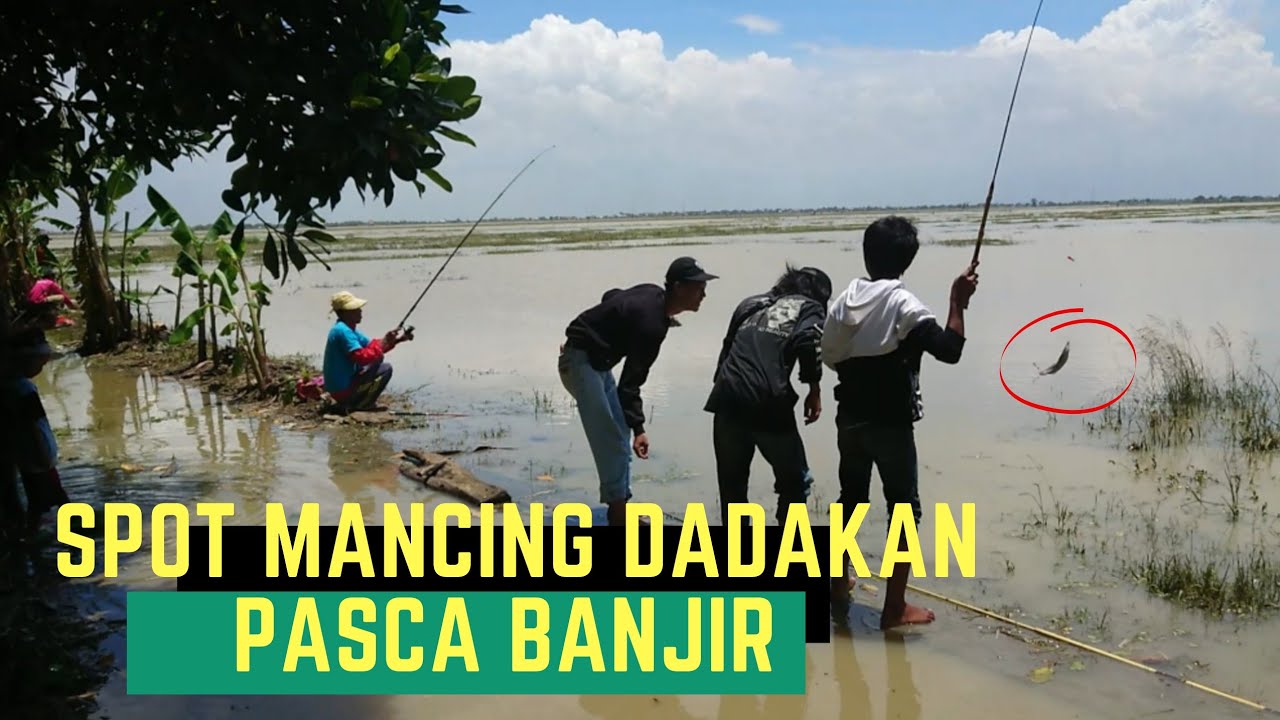 Panen Ikan Lele di Area Bekas Banjir || Tambak Ikan Jebol, Pemancing Serbu Sisa Genangan Banjir