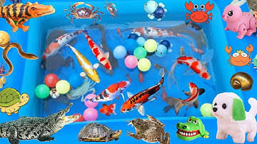 Ngày Mưa Đi Tìm Kiếm Và Bắt Các Con Vật, Thấy Con Ếch To, Cá Sấu Và Con Lươn Đang Chạy Trốn