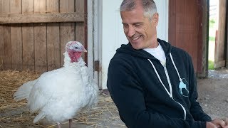 Adopt a Turkey for Thanksgiving!