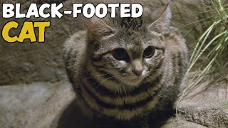 Black-Footed Cat
