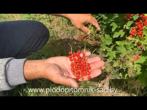Смородина красная Ненаглядная - описание сорта, видео плодоношения на ягодной плантации.