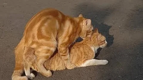 Watch the video about Can i spay my cat after mating?