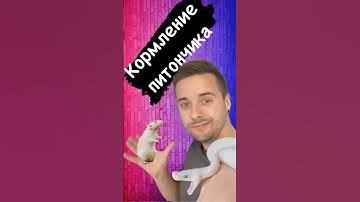 #reptiles #snake #exotic #terrarium #python #королевскийпитон #королевскийпитон #shorts #ballpython