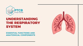 Respiratory System Made EASY for PTCB Understand the WHY Remember the Meds