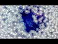 Wednesday LIVE! Huge, fluffy, jellyfish pearls using an open cup pour!