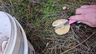 картинка: Так рано я по грибы ещё не ходила 