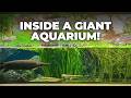 Inside the Aquariums of the Wilhelma Zoo | 500+ Fish Species Mp3 Song