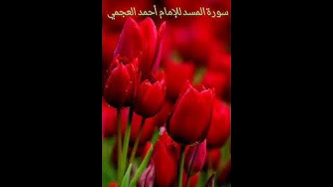 سورة المسد للإمام أحمد العجمي