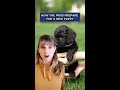 3 Things Pro Trainers do When Getting a Puppy