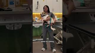 okkk Fleetwood Mac #vetmed #veterinarian #vet
