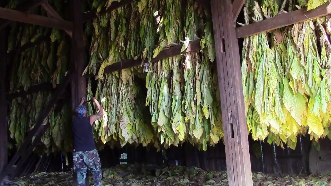 A Season of Tobacco