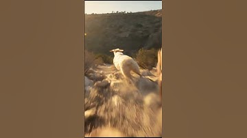 Love House of David? See the REAL Shepherd Lessons That Forged a King #shorts