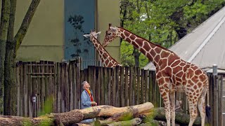 The Woman Who Loves Giraffes (Preview) | Link Voices | Link TV Profile